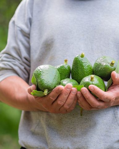 avocan-pic3-aboutus